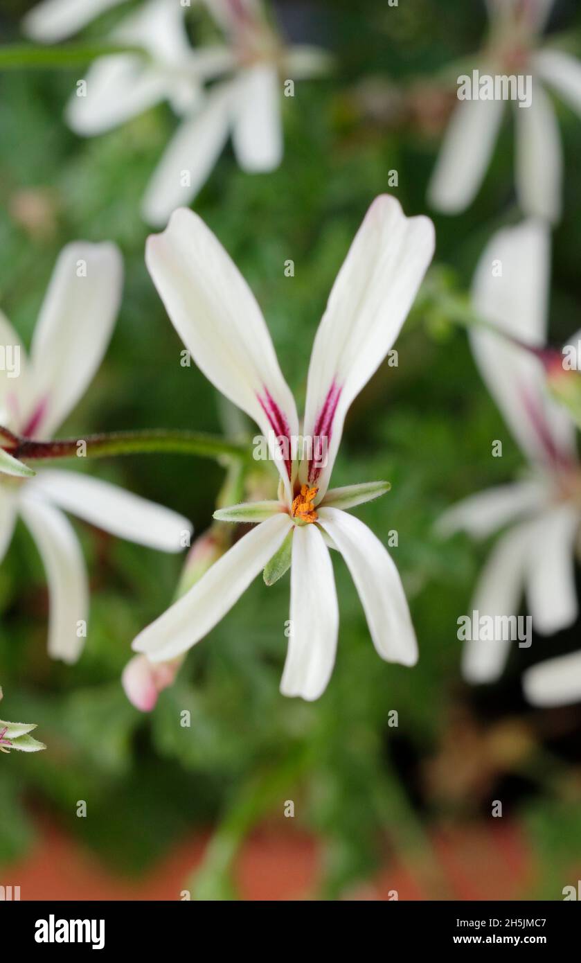 Fleurs de Pelargonium 'trifidum' - pélargonium aromatique.ROYAUME-UNI Banque D'Images