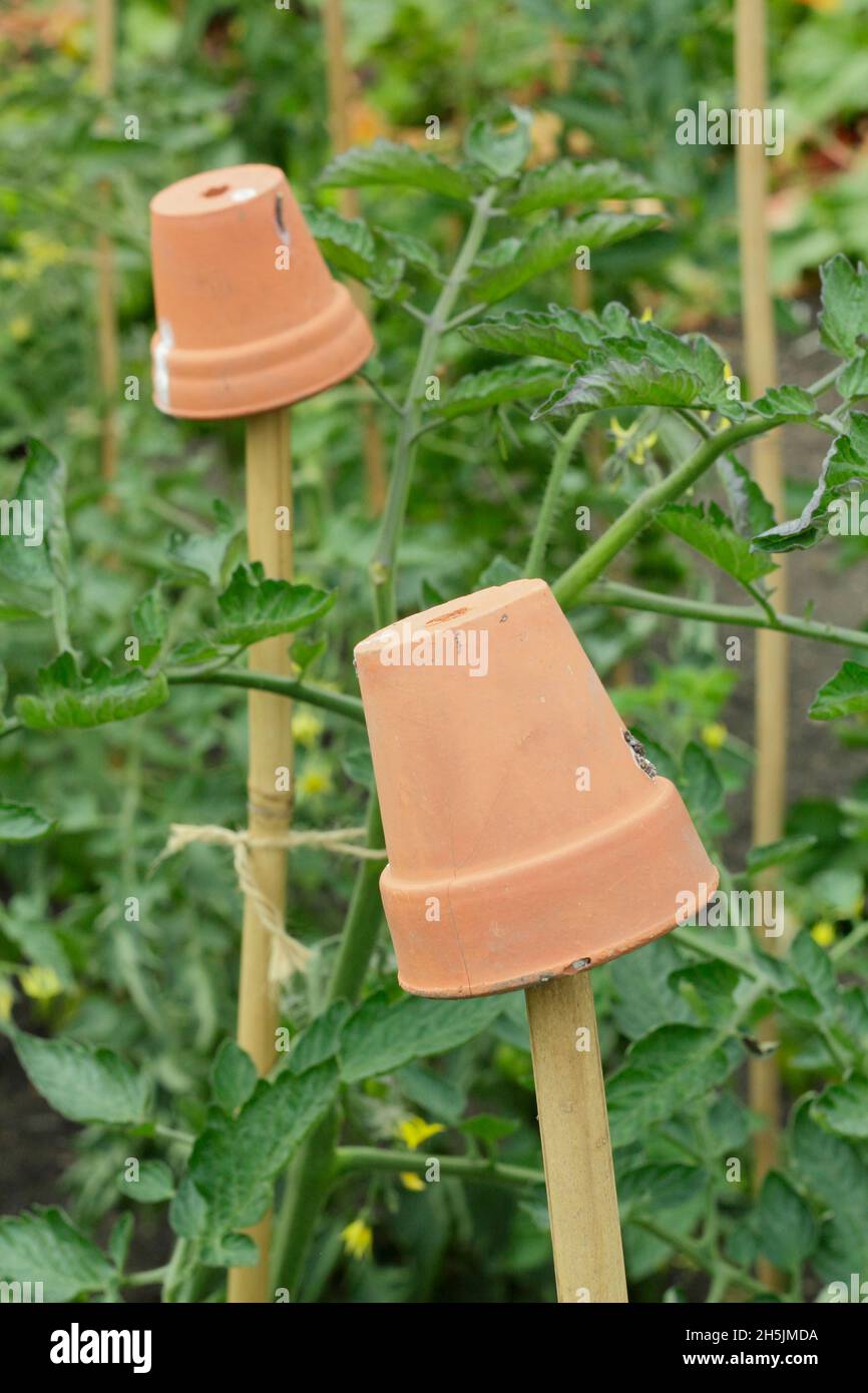 Perches de canne.Pots d'argile sur les cannes de soutien de plante de tomate pour aider à prévenir les blessures par les hauts de canne de bambou pointus.ROYAUME-UNI Banque D'Images