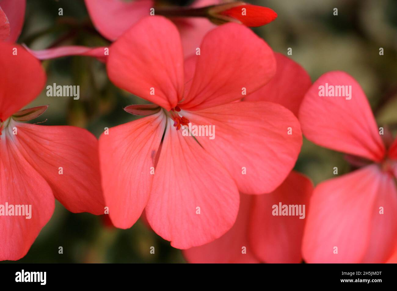 Pélargonium 'Frank Headley' pélargonium zonal - fleurs rose saumon et feuillage variégé.ROYAUME-UNI Banque D'Images