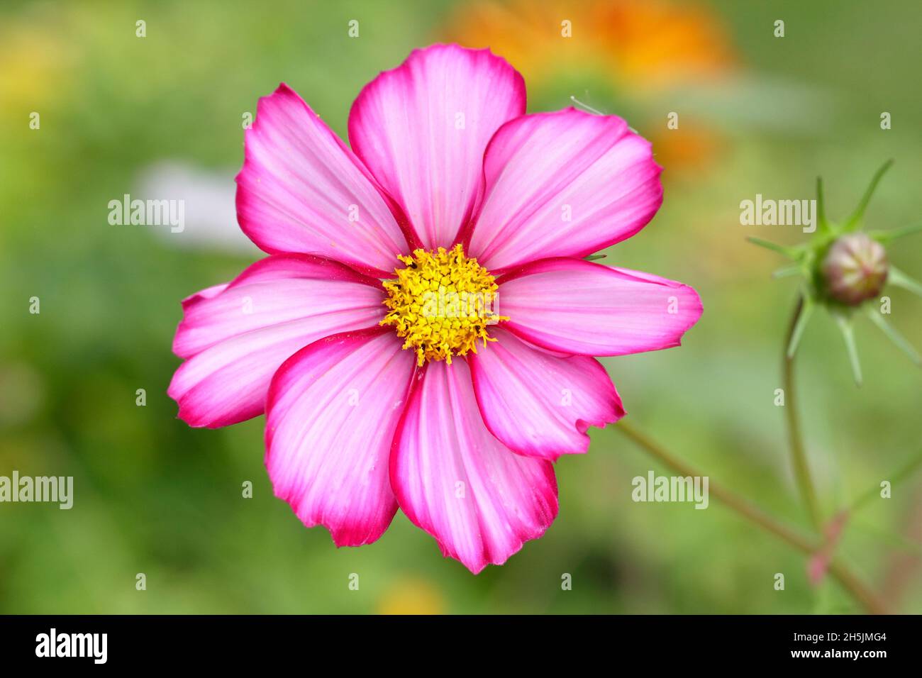 Bipinnatus COSMOS.COSMOS « Candy Stripe » - pétales blancs éclaboussés de rose.ROYAUME-UNI Banque D'Images