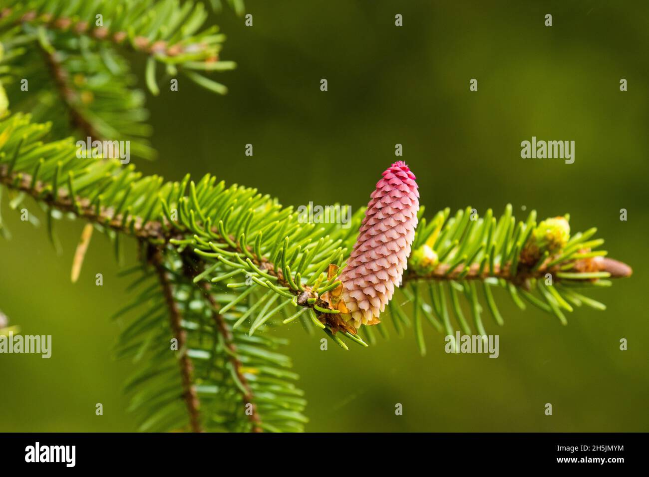 Épinette d'Europe fraîche, cône Picea Abies le jour du printemps dans une forêt boréale. Banque D'Images