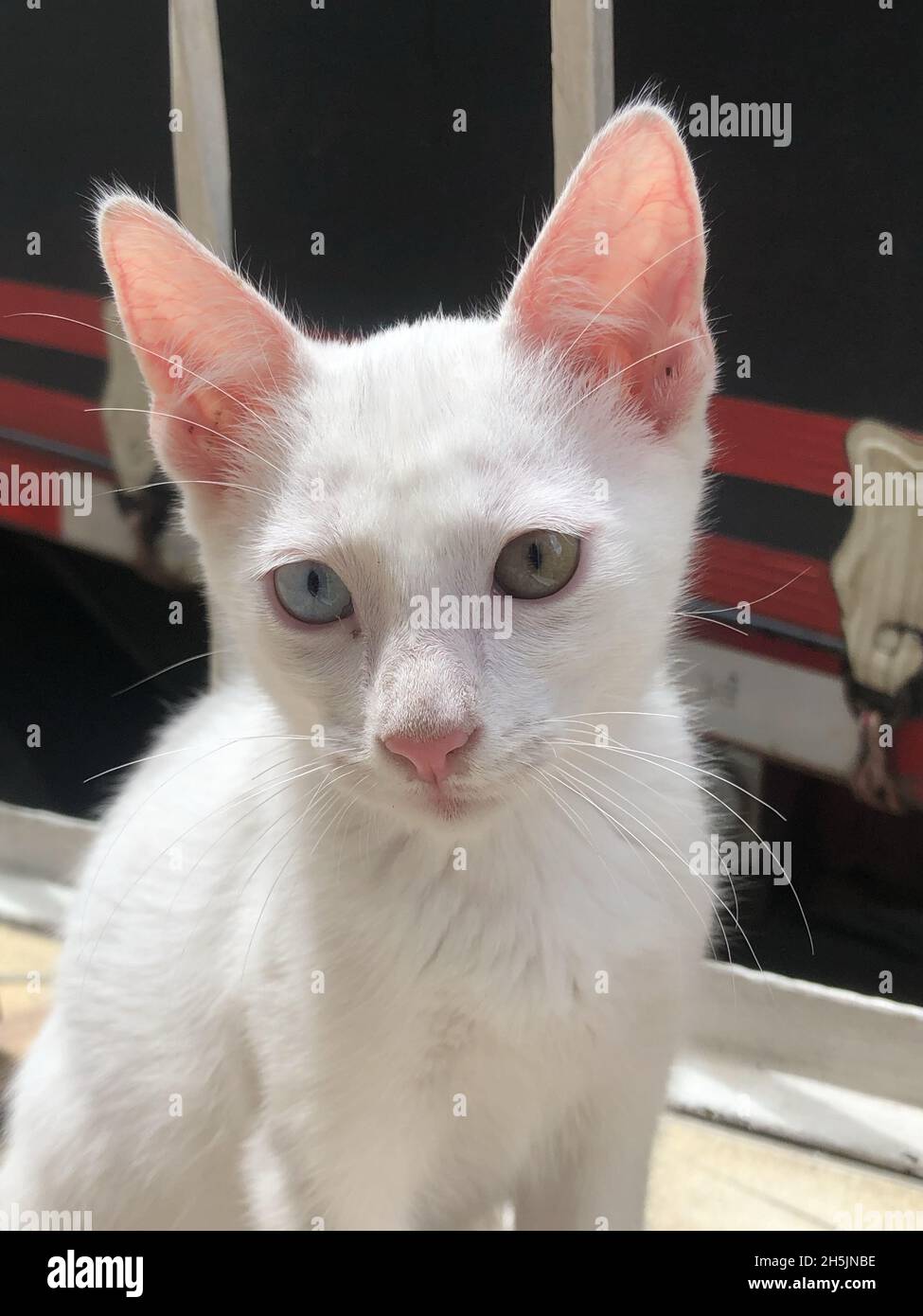 Photo verticale d'un beau chat de Manee de Khao blanc avec des yeux bizarres à l'extérieur par une journée ensoleillée Banque D'Images