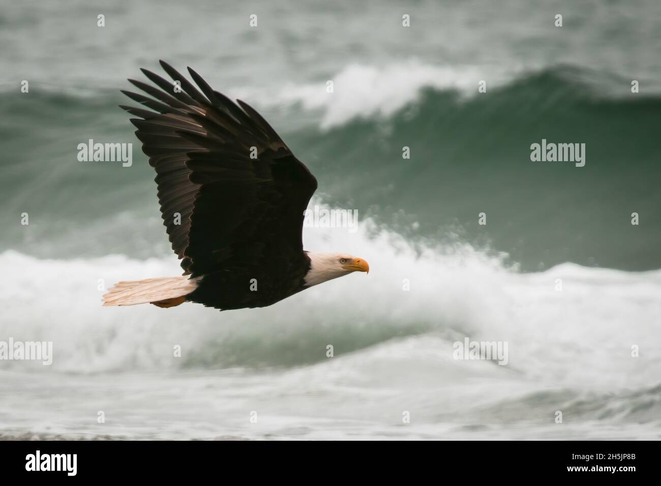 Un aigle à tête blanche survole la côte de l'Oregon. Banque D'Images