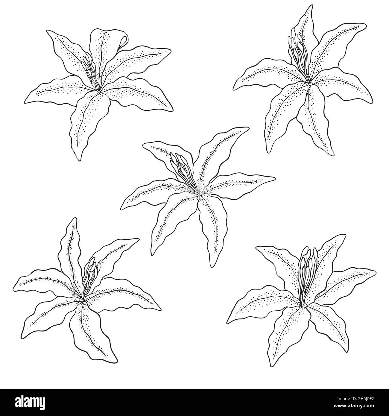 Collection fleurs Lilly en fleurs.Illustration numérique Illustration de Vecteur