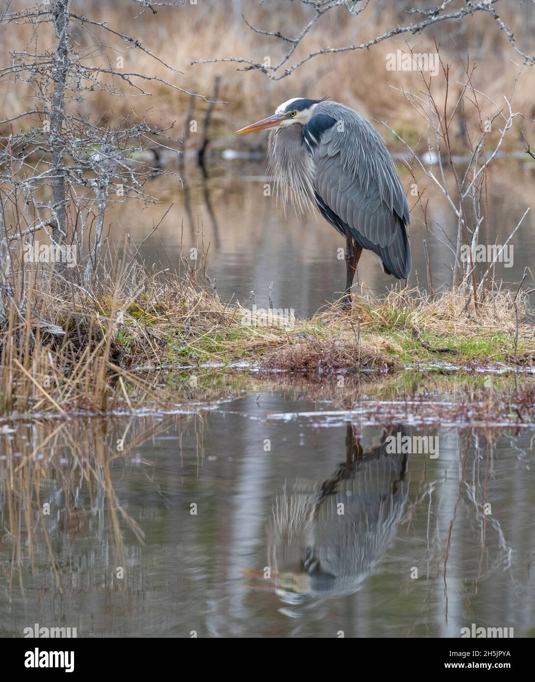 Grand héron mature (Ardea herodias).Début du printemps dans le parc national Acadia, Maine, États-Unis. Banque D'Images