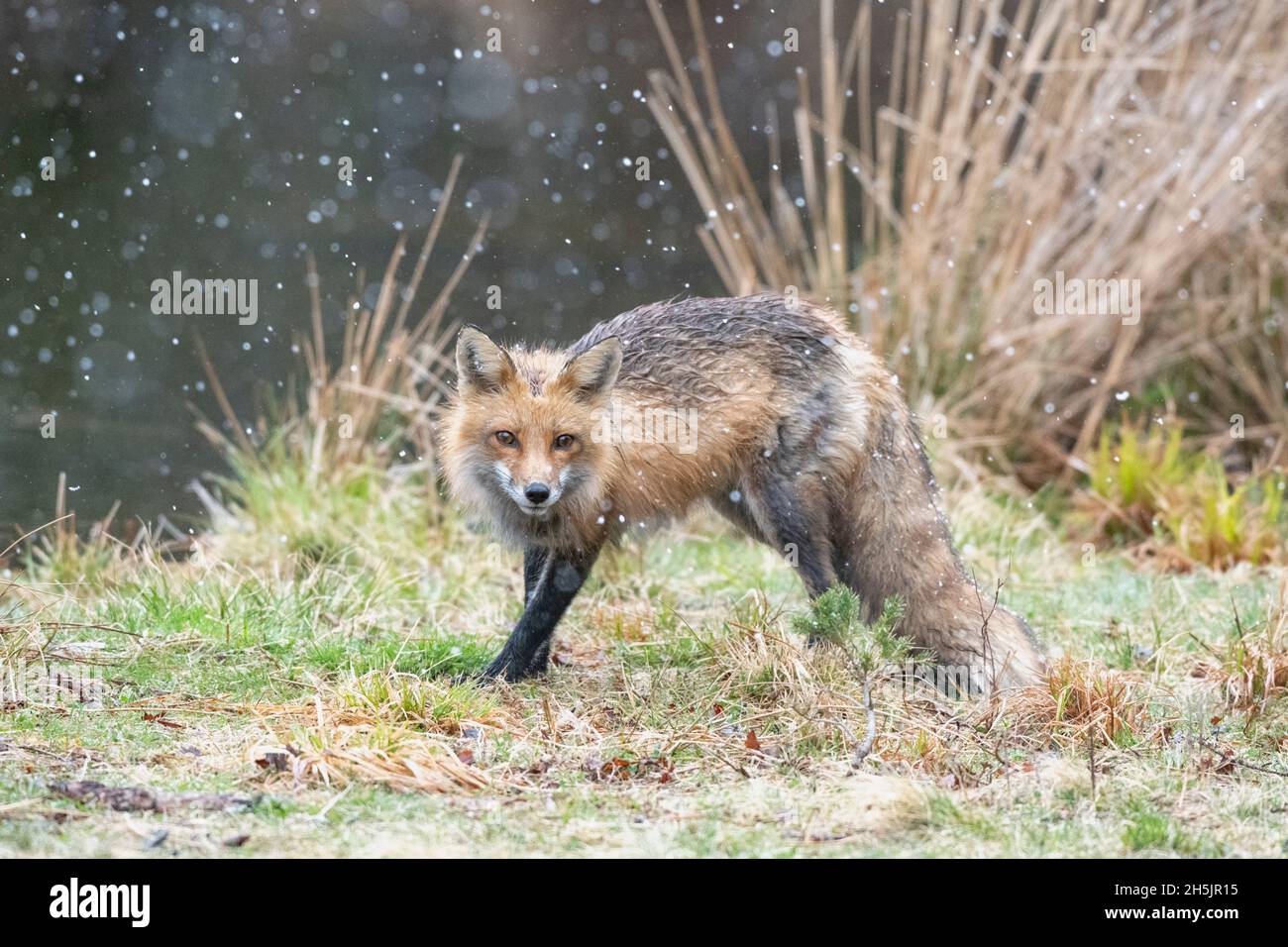 Le renard roux (Vulpes vulpes). L'Acadia National Park, Maine, USA. Banque D'Images