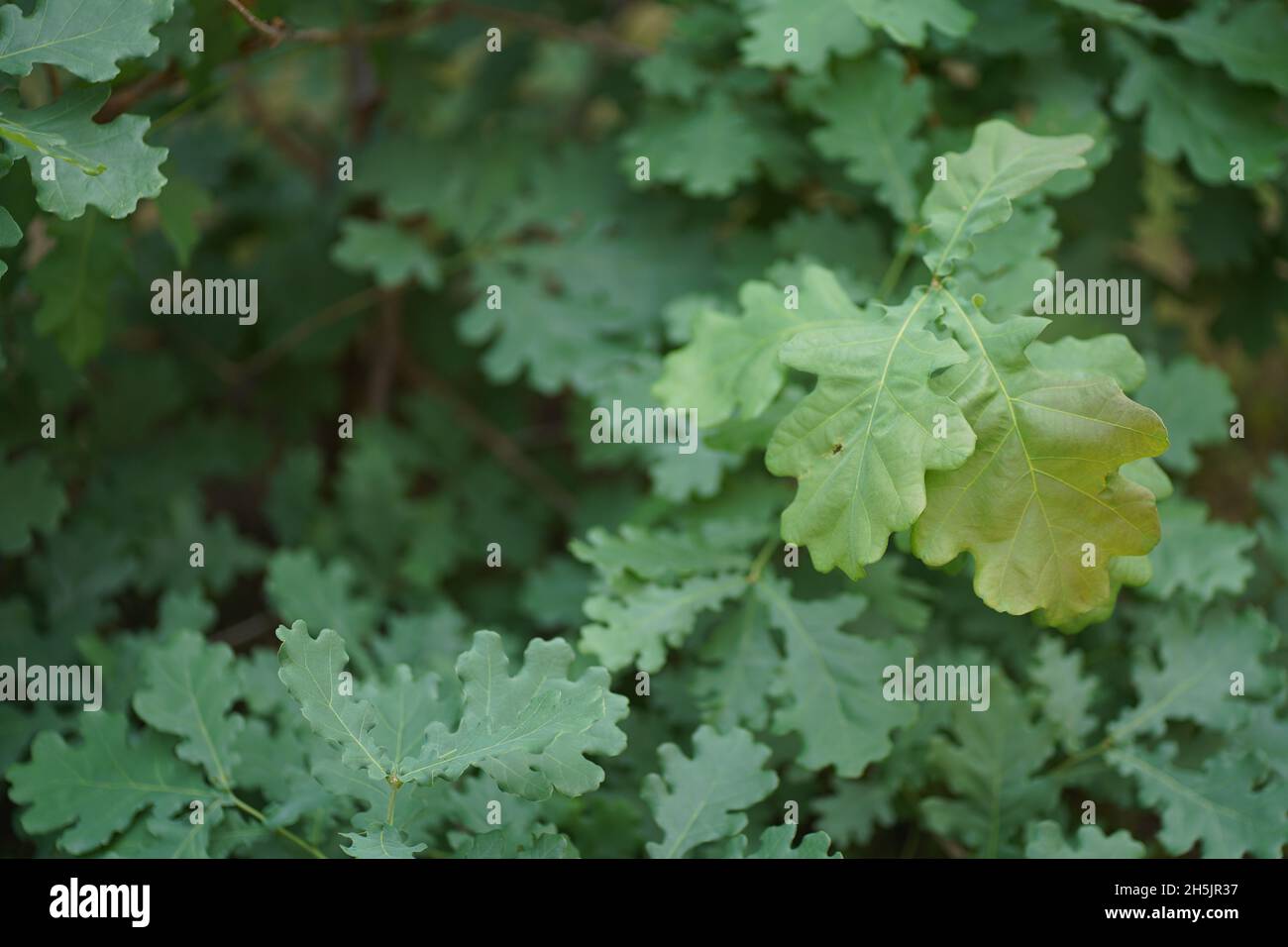 Feuilles de chêne vert en gros plan avec la lumière du soleil.Copiez l'espace pour votre texte.Photo de haute qualité Banque D'Images