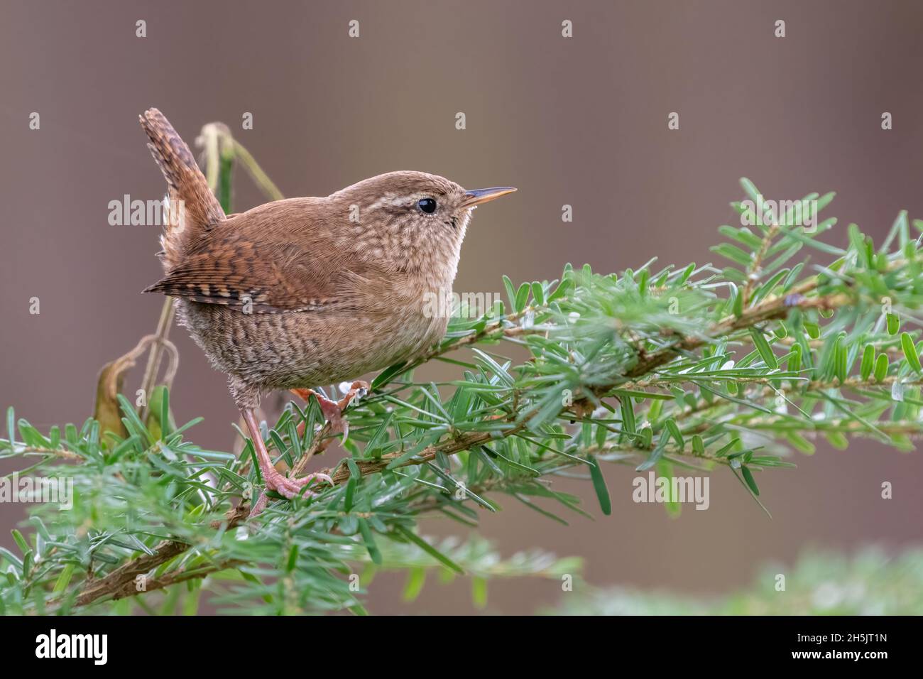 Wren eurasien (troglodytes troglodytes) perchée sur une branche, petit oiseau de jardin isolé contre un fond clair, Norfolk, Angleterre Banque D'Images