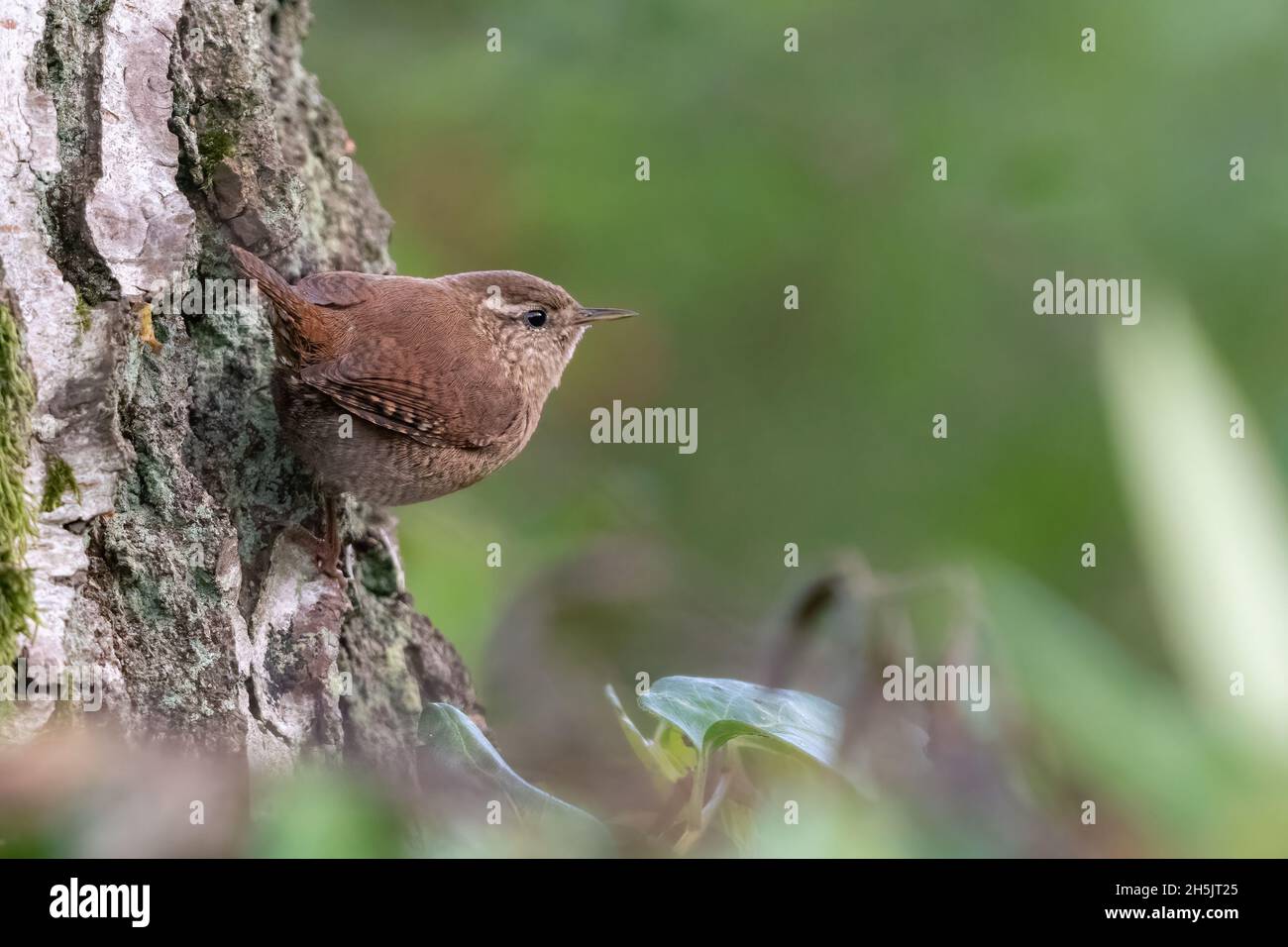 Le wren eurasien (troglodytes troglodytes), un petit jardin songbird, perché sur le flanc d'un arbre, Norfolk, Angleterre Banque D'Images