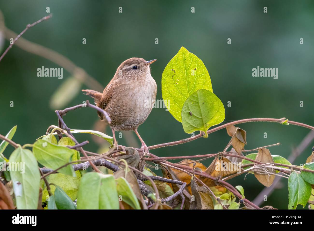Le wren eurasien (troglodytes troglodytes) pose à côté d'une feuille dans un jardin britannique, mignon songbird, Norfolk, Royaume-Uni Banque D'Images