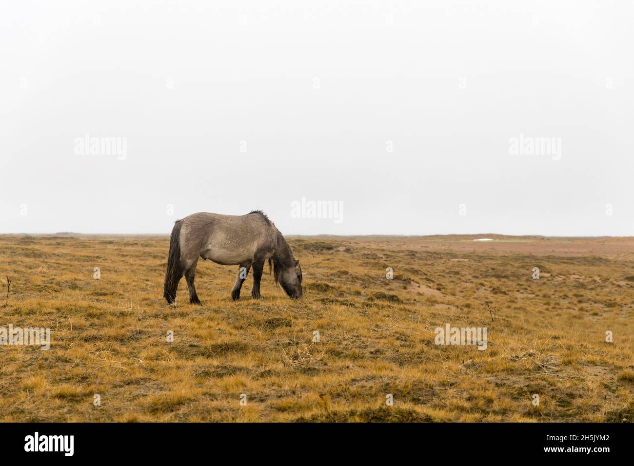 Cheval de couleur grise avec une longue manie de la race Yakut dans le village de Kuzomen sur la péninsule de Kola Banque D'Images