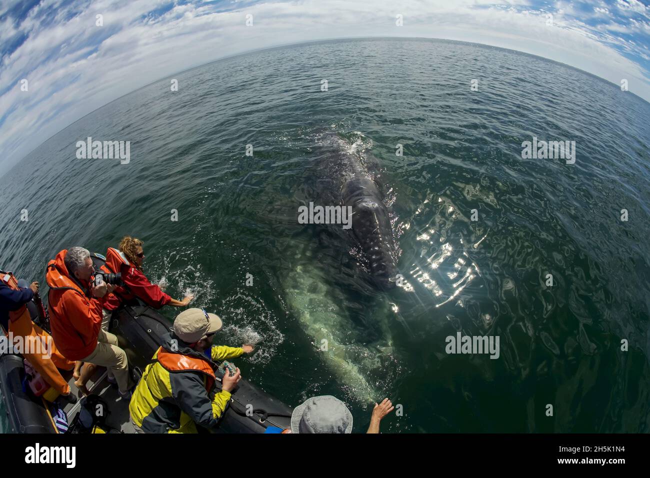 Baleine grise californienne surmontée d'un bateau d'observation des baleines. Banque D'Images