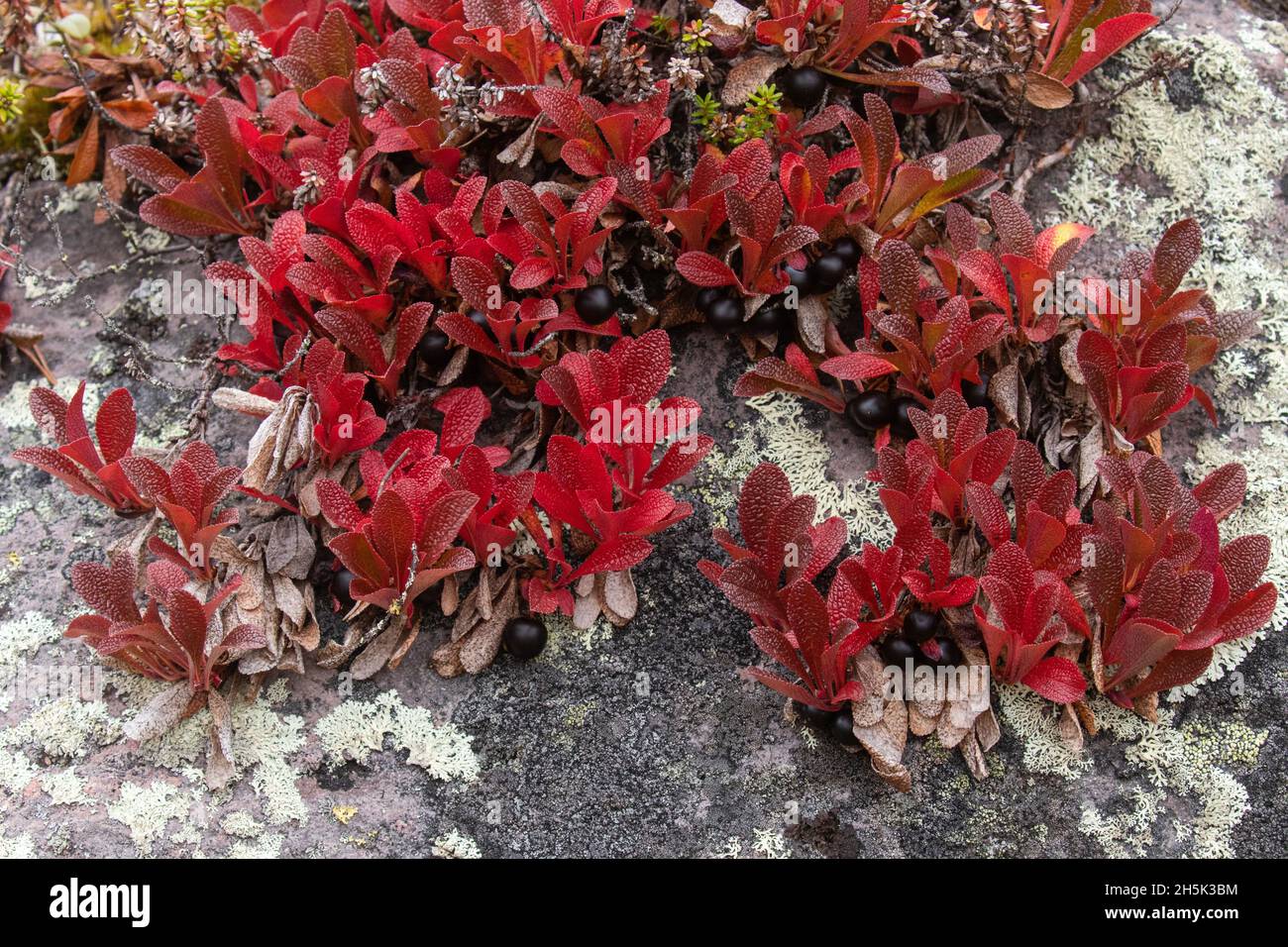 Barbes alpines rouges vibrantes, alpina arctous avec baies mûres sombres pendant le feuillage d'automne en Laponie finlandaise, Europe du Nord. Banque D'Images