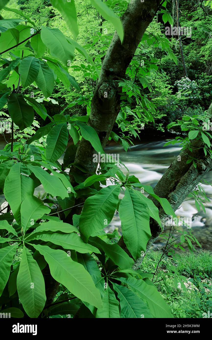 Great Smoky Mountains National Park Utah, USA Banque D'Images