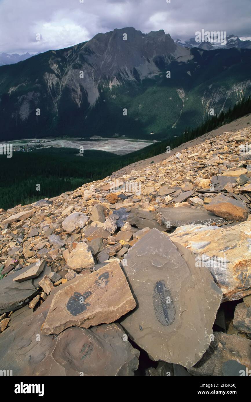 Les fossiles de trilobites du mont Stephen, le parc national Yoho, Colombie-Britannique, Canada Banque D'Images