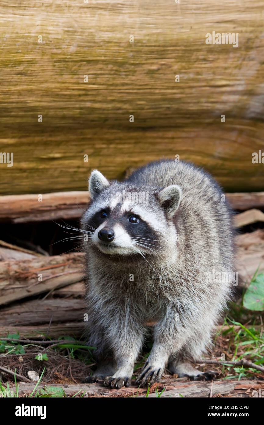 Le raton laveur dans le parc Stanley, Vancouver, British Columbia, Canada Banque D'Images