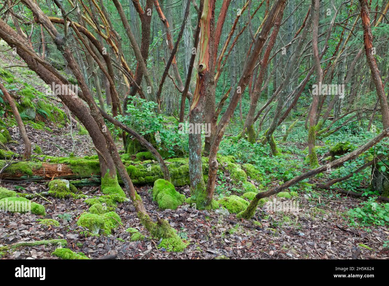 Arbousiers, Reginald Hill, Salt Spring Island, British Columbia, Canada Banque D'Images