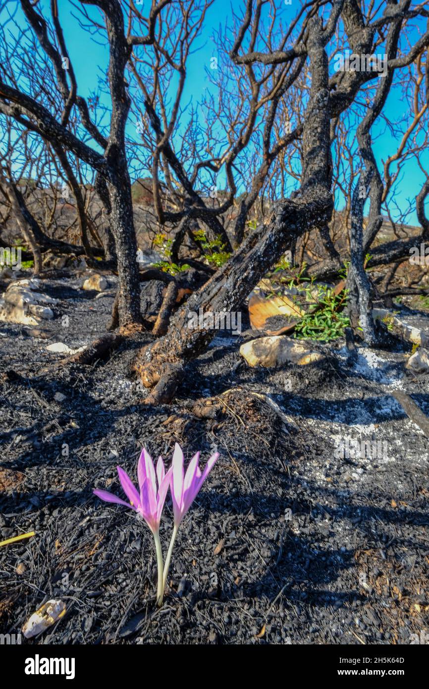 Recroissance des plantes 3 mois après un feu de forêt d'été dans la région d'Algar du Parc naturel de Sierras Subbeticas, province de Cordoba, Andalousie, Espagne Banque D'Images