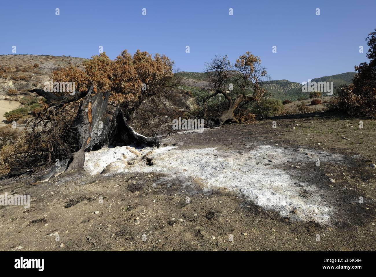 Vestiges d'un ancien chêne de Holm détruit dans un feu de forêt d'été.Algar, Parc naturel de Sierras Subbeticas, province de Cordoue, Andalousie, Espagne Banque D'Images