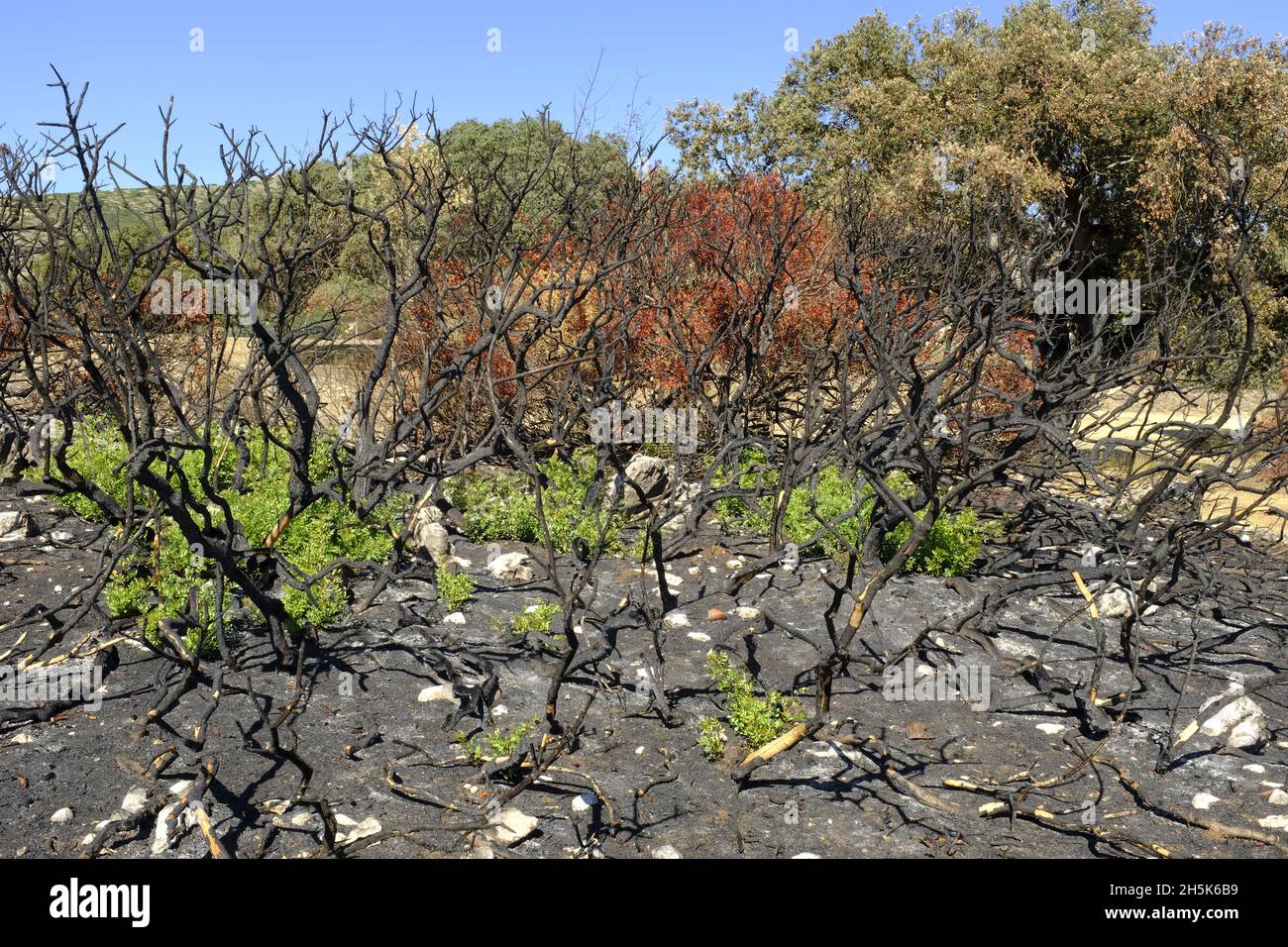 Recroissance des plantes 3 mois après un feu de forêt d'été dans la région d'Algar du Parc naturel de Sierras Subbeticas, province de Cordoba, Andalousie, Espagne Banque D'Images
