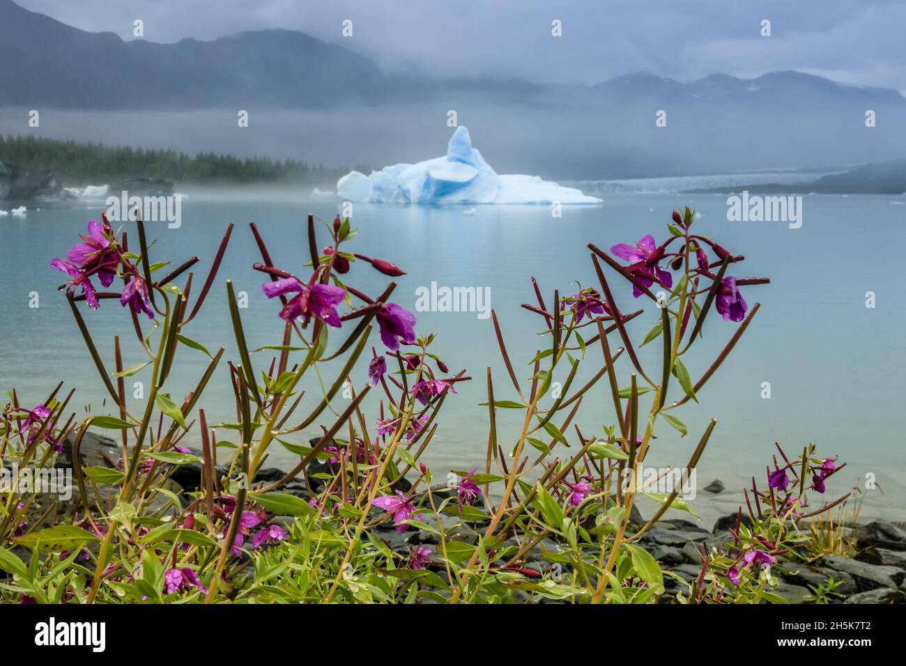 La mouchetée de feu (Chamaenerion angustifolium) et l'iceberg bleu sculpté dans le lagon de Bear Glacier, parc national de Kenai Fjords; Alaska, États-Unis d'Amérique Banque D'Images