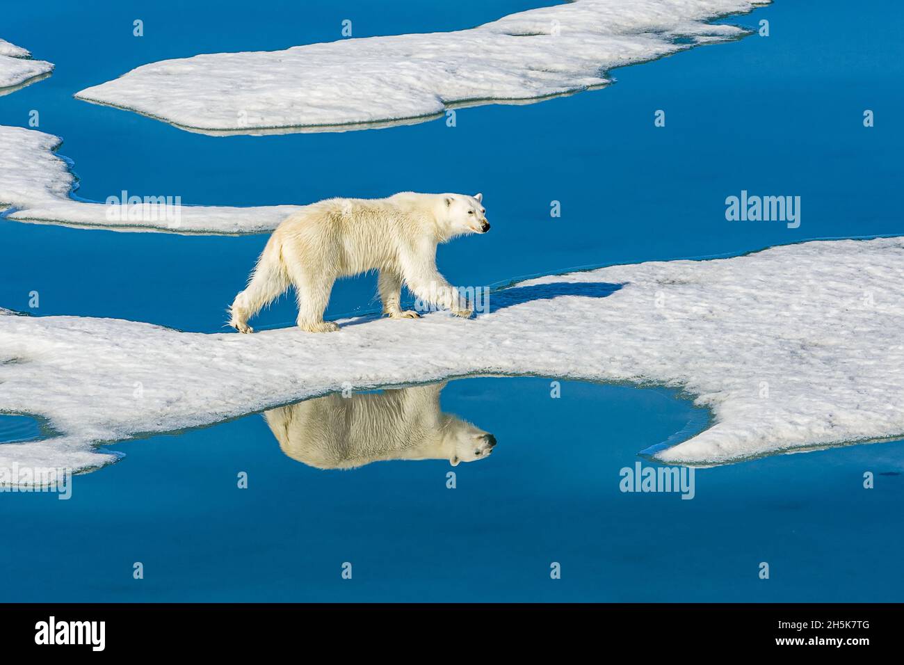 Ours polaire (Ursus maritimus) marchant sur la glace en pack de fusion reflétée dans les bassins d'eau bleue; Svalbard, Norvège Banque D'Images