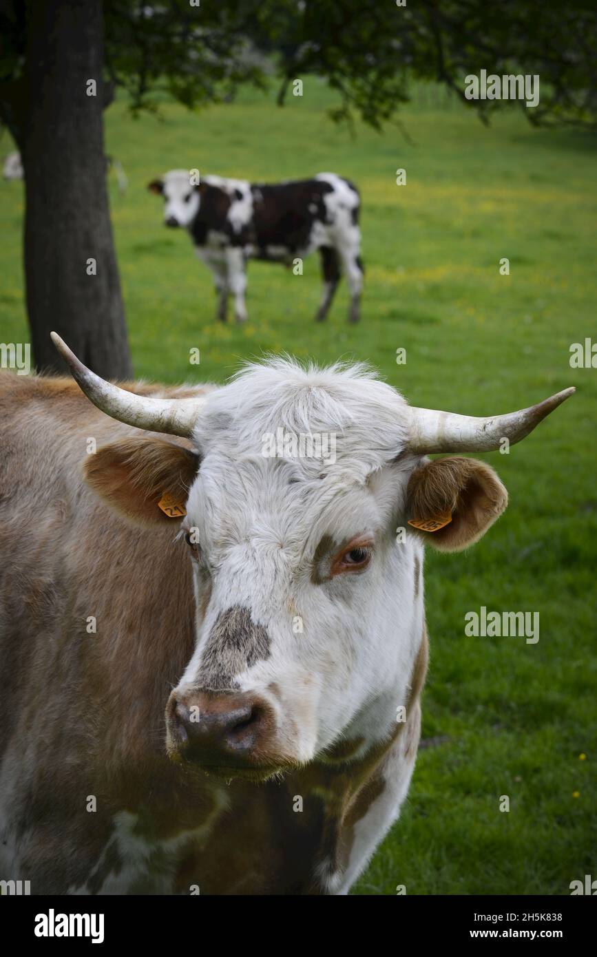 Portrait d'une vache française (Bos taurus) avec une autre en arrière-plan dans un pré ; Grand Rullecourt, Nord-pas-de-Calais, hauts-de-France, France Banque D'Images