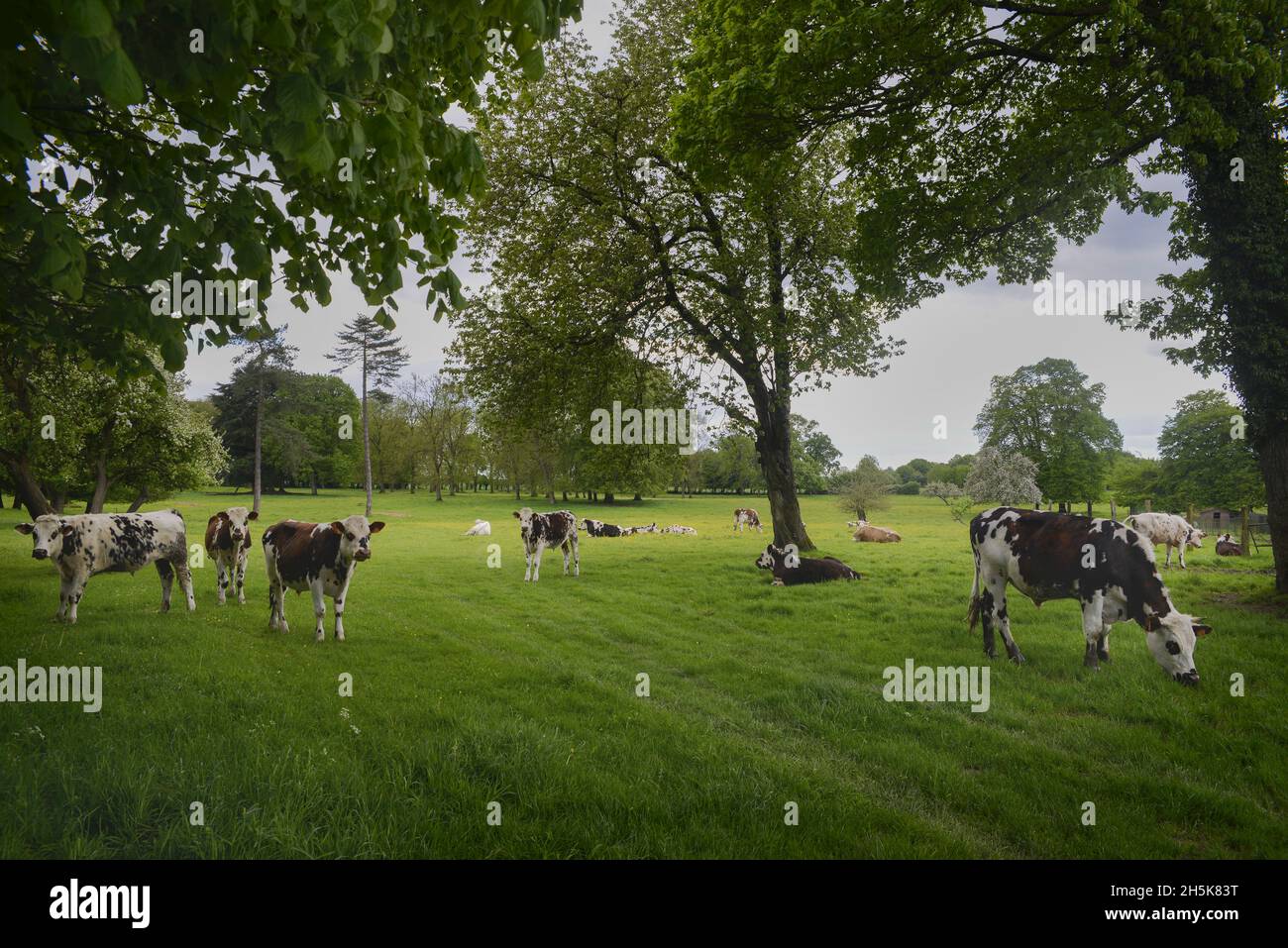 Vaches françaises (Bos taurus) pâturant dans un beau pré ; Grand Rullecourt, Nord-pas-de-Calais, hauts-de-France, France Banque D'Images