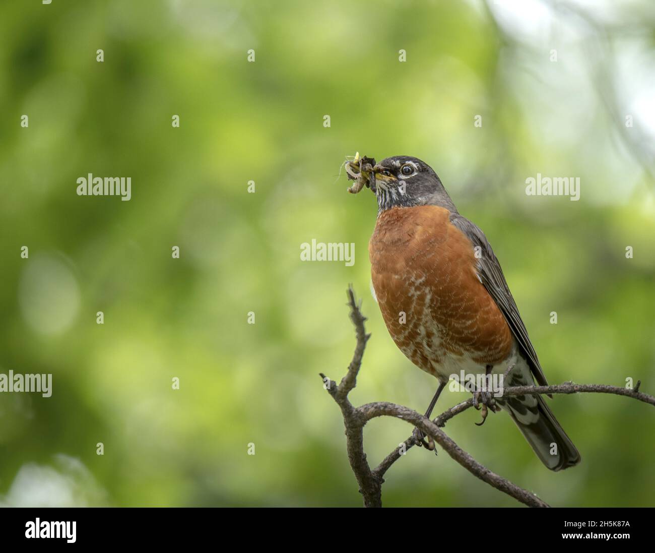 Robin (Turdus migratorius) perchée sur une branche d'arbre avec des vers dans le bec, prenant un ordre à emporter à la maison pour nourrir la famille Banque D'Images