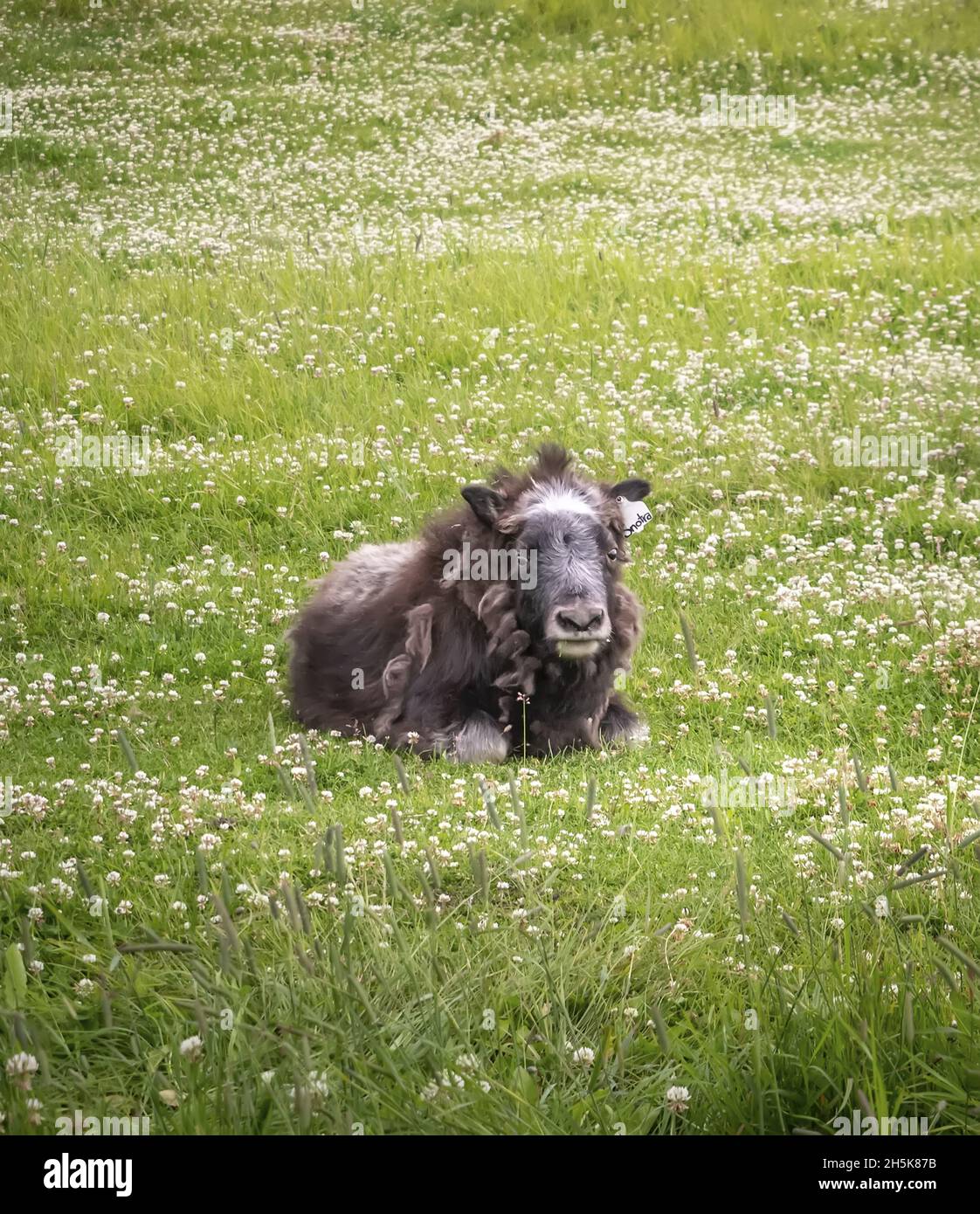 Baby Musk Ox (Ovibos moschatus) situé dans un champ de trèfle; Palmer, Alaska, États-Unis d'Amérique Banque D'Images