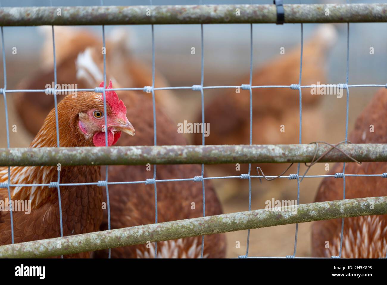 Poulets (Gallus gallus domesticus) dans un enclos de poulet à la ferme Rondriso; Surrey, Colombie-Britannique, Canada Banque D'Images