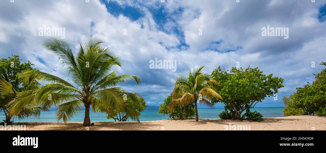 Palmiers et arbres tropicaux le long de la plage de sable de l'Anse du souffleur à Port-Louis sur Grande-Terre ; Guadeloupe, Antilles françaises Banque D'Images