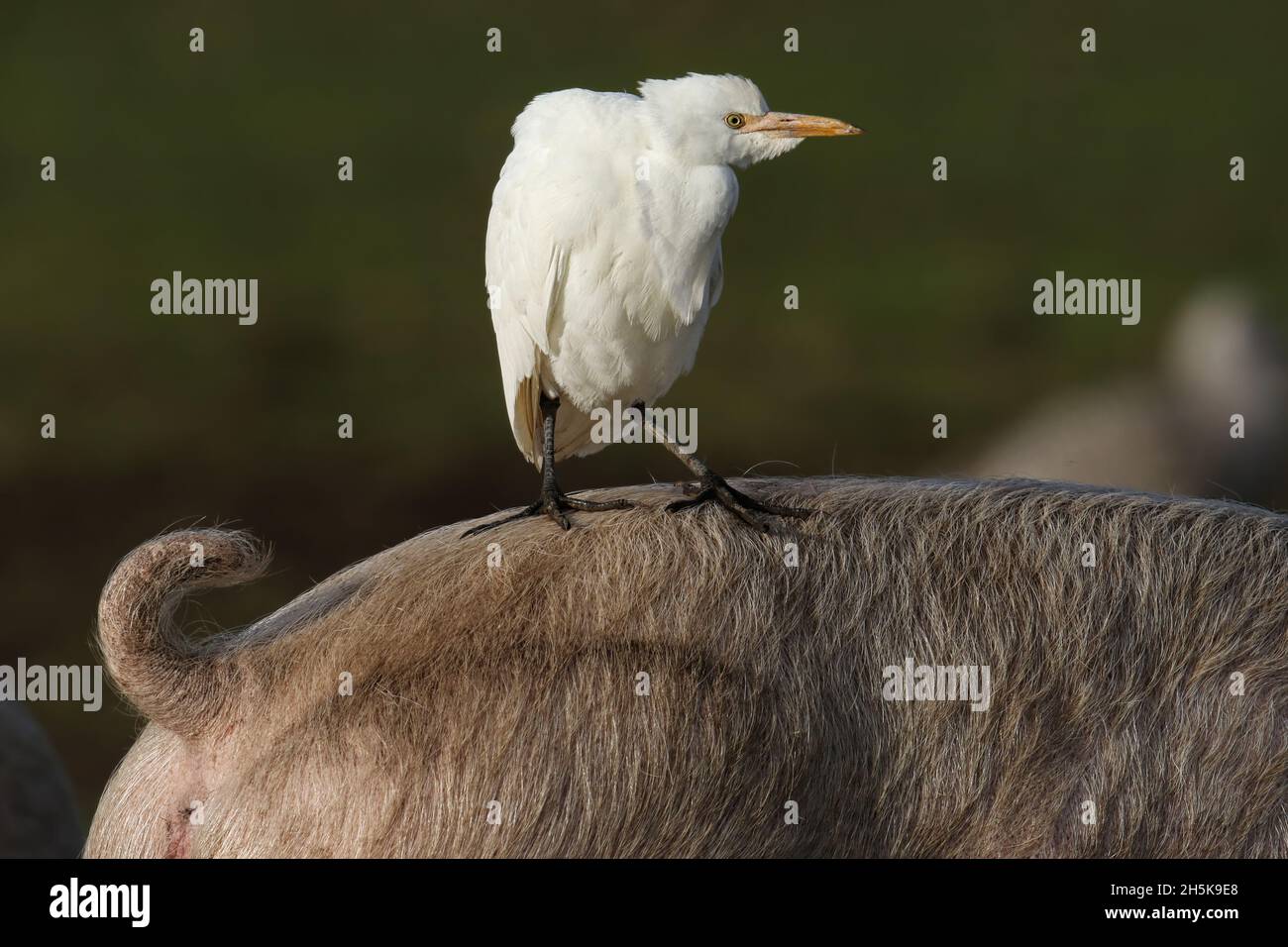 Bétail Egret (Bubulcus ibis) en train de faire un tour dans une ferme de cochons Banque D'Images