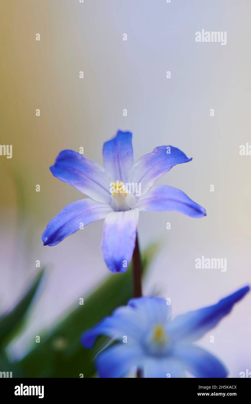La gloire de Bossier ou la gloire de Lucile (Scilla luciliae) fleurissent; Bavière, Allemagne Banque D'Images
