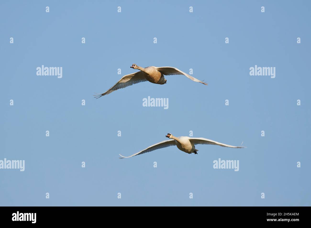Muet swans (Cygnus olor) vol; Bavière, Allemagne Banque D'Images