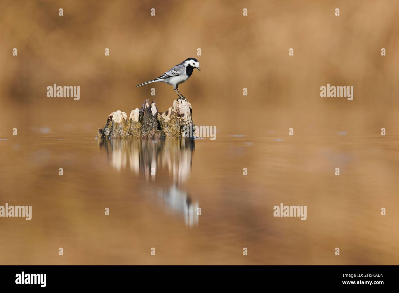 Queue de cheval blanche (Motacilla alba) perchée sur une souche d'arbre dans l'eau; Bavière, Allemagne Banque D'Images