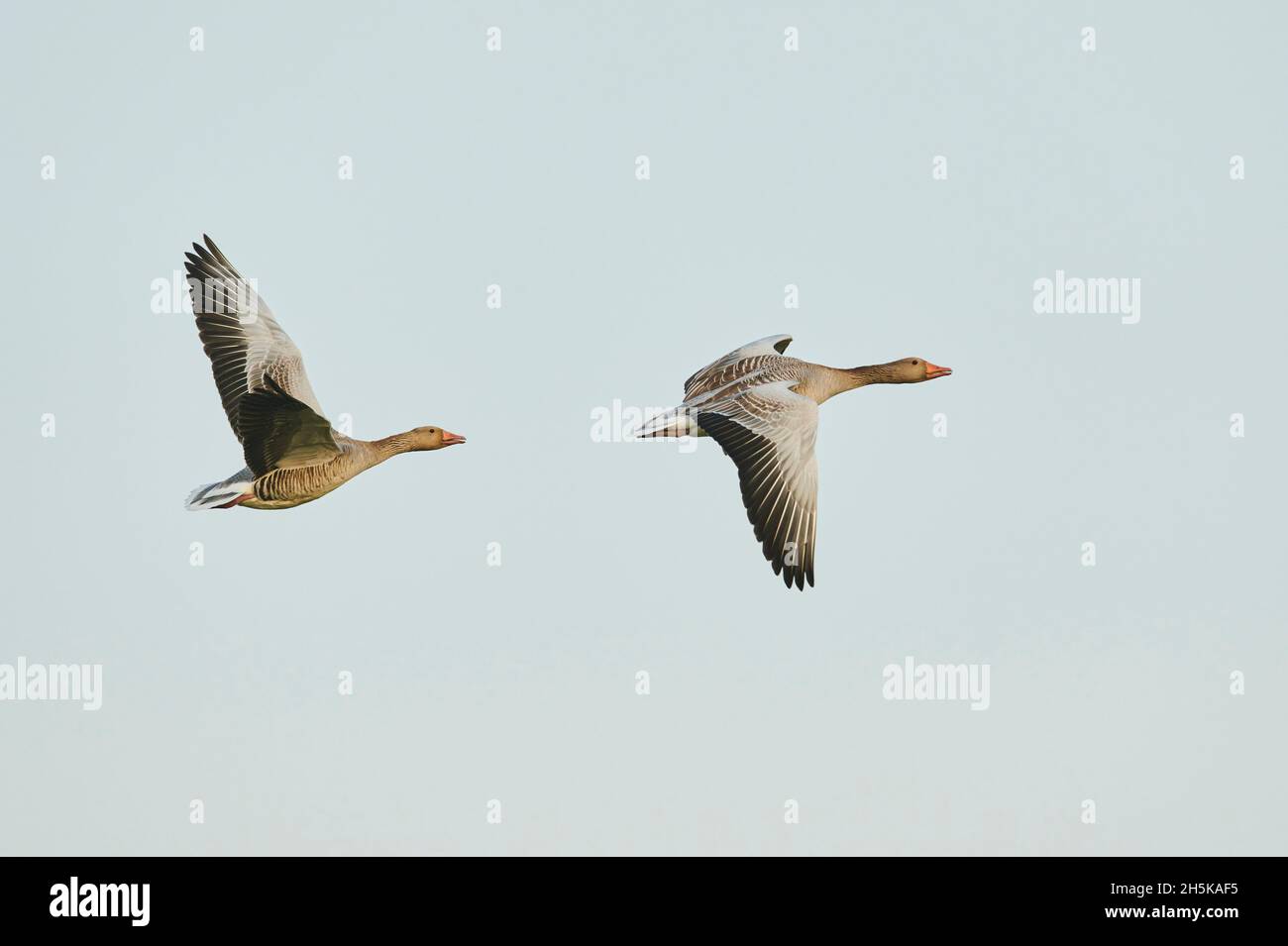 Bernaches grises (Anser anser) volant dans un ciel bleu; Bavière, Allemagne Banque D'Images
