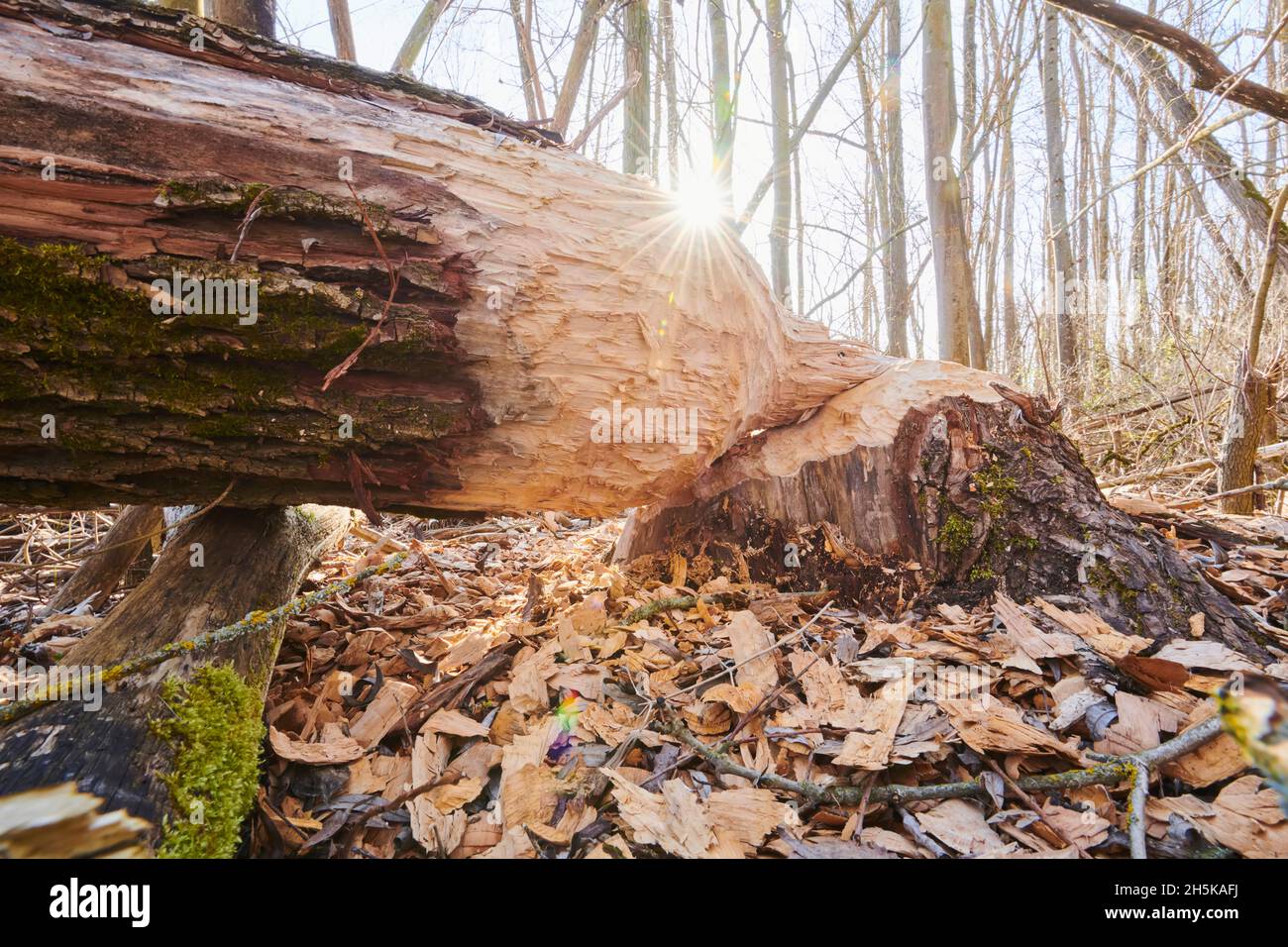 Arbre mordu par un castor eurasien (fibre de Castor) au fleuve Danubia; Bavière, Allemagne Banque D'Images