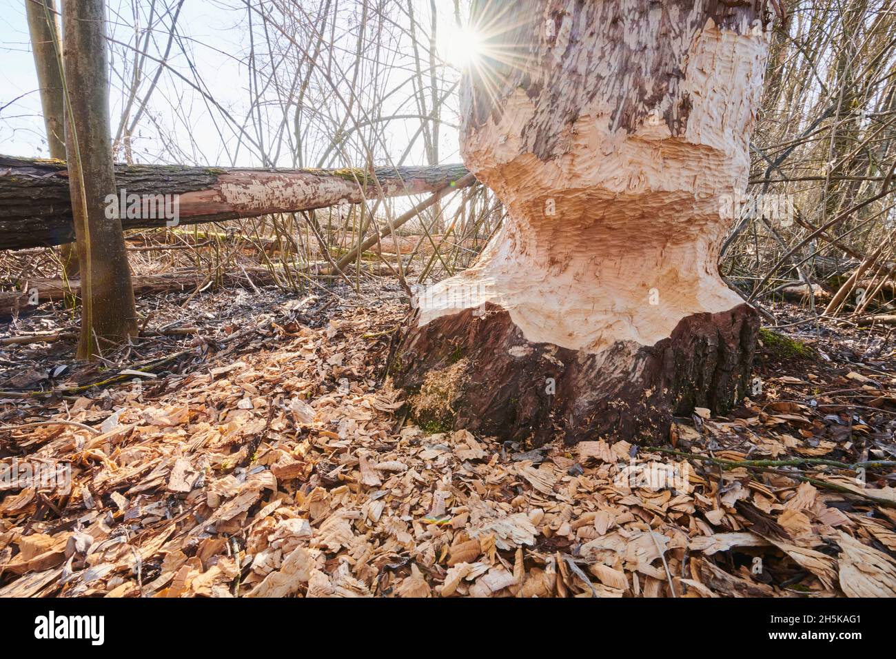 Arbre mordu par un castor eurasien (fibre de Castor) au fleuve Danubia; Bavière, Allemagne Banque D'Images