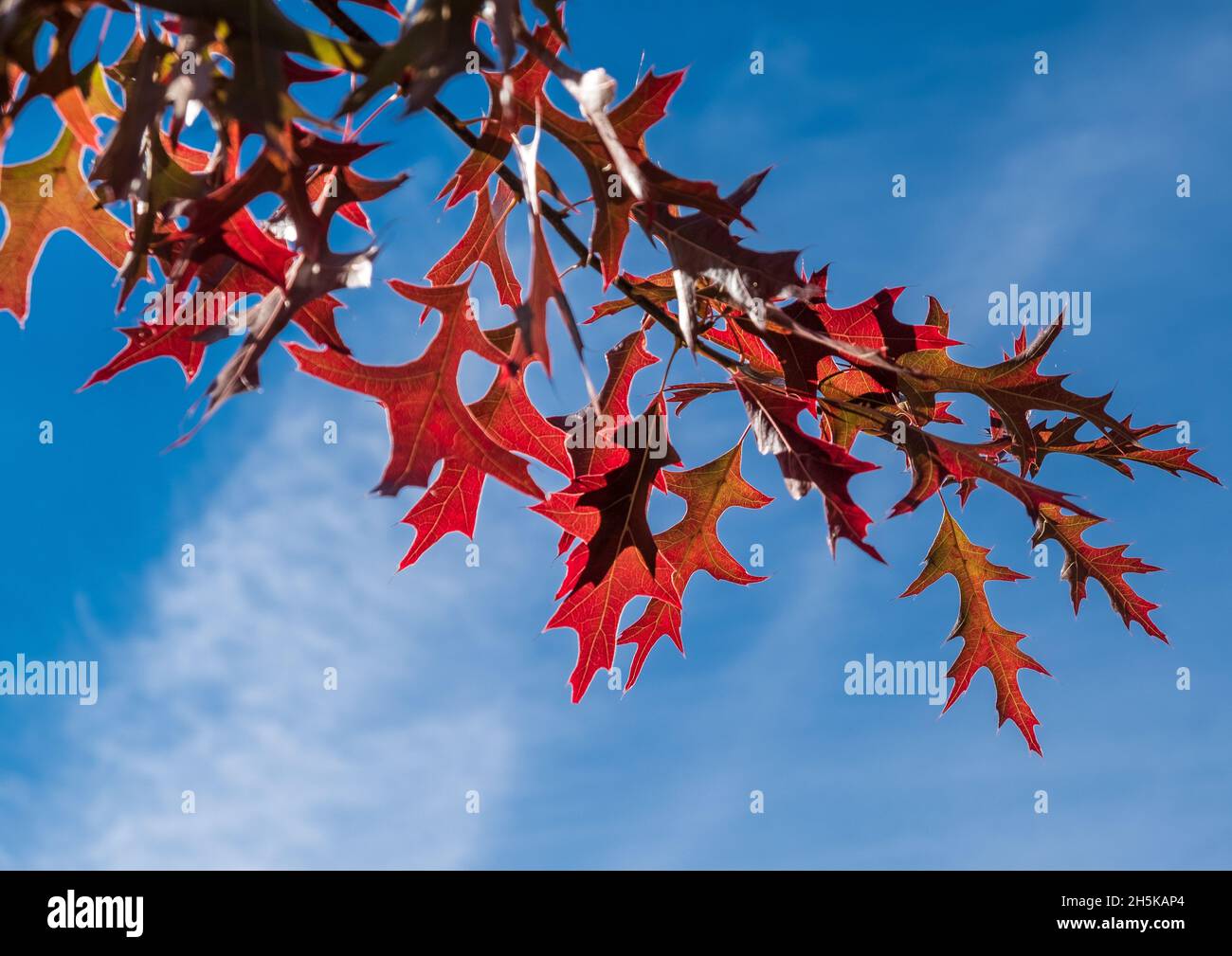 Feuilles automnales du PIN Oak, quercus palustris, en haute Loire, en France Banque D'Images