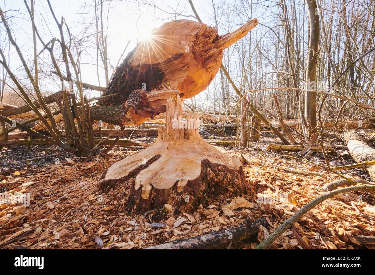 Arbre mordu par un castor eurasien (fibre de Castor) au fleuve Danubia; Bavière, Allemagne Banque D'Images