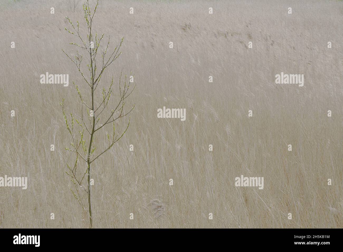 Art impressionniste de fines herbes argentées et de petits arbres; Zeeland, pays-Bas Banque D'Images