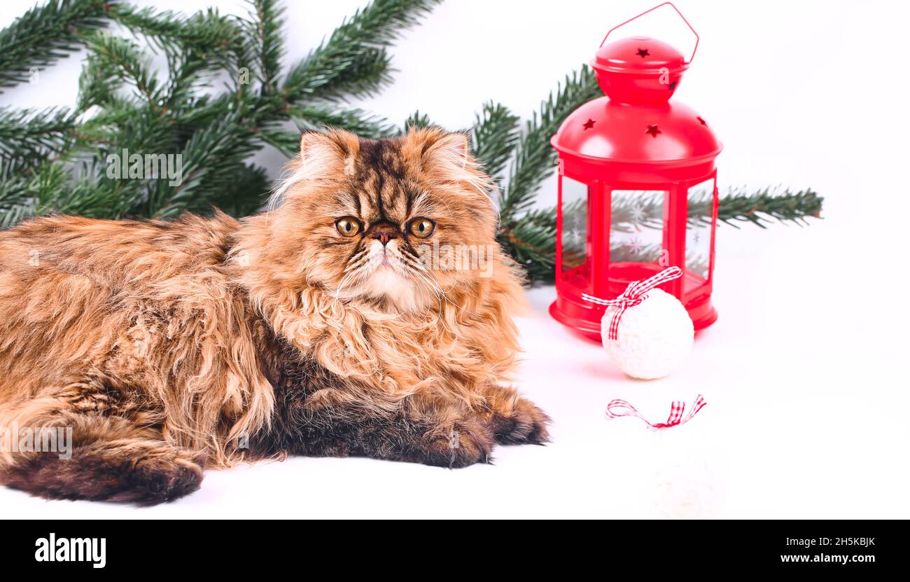Chat de Noël.Branches d'arbre de Noël avec lanterne rouge sur fond blanc.Concept créatif d'hiver... Banque D'Images