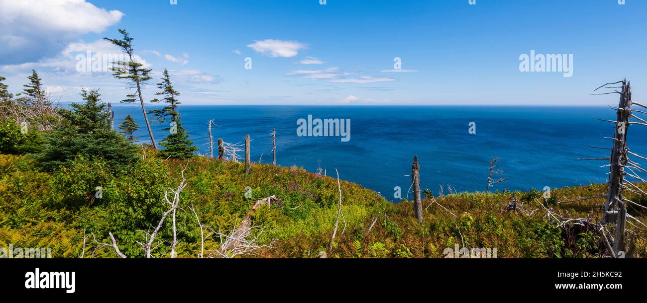 Beauté sur l'île Bonaventure dans le golfe du Saint-Laurent; Québec, Canada Banque D'Images