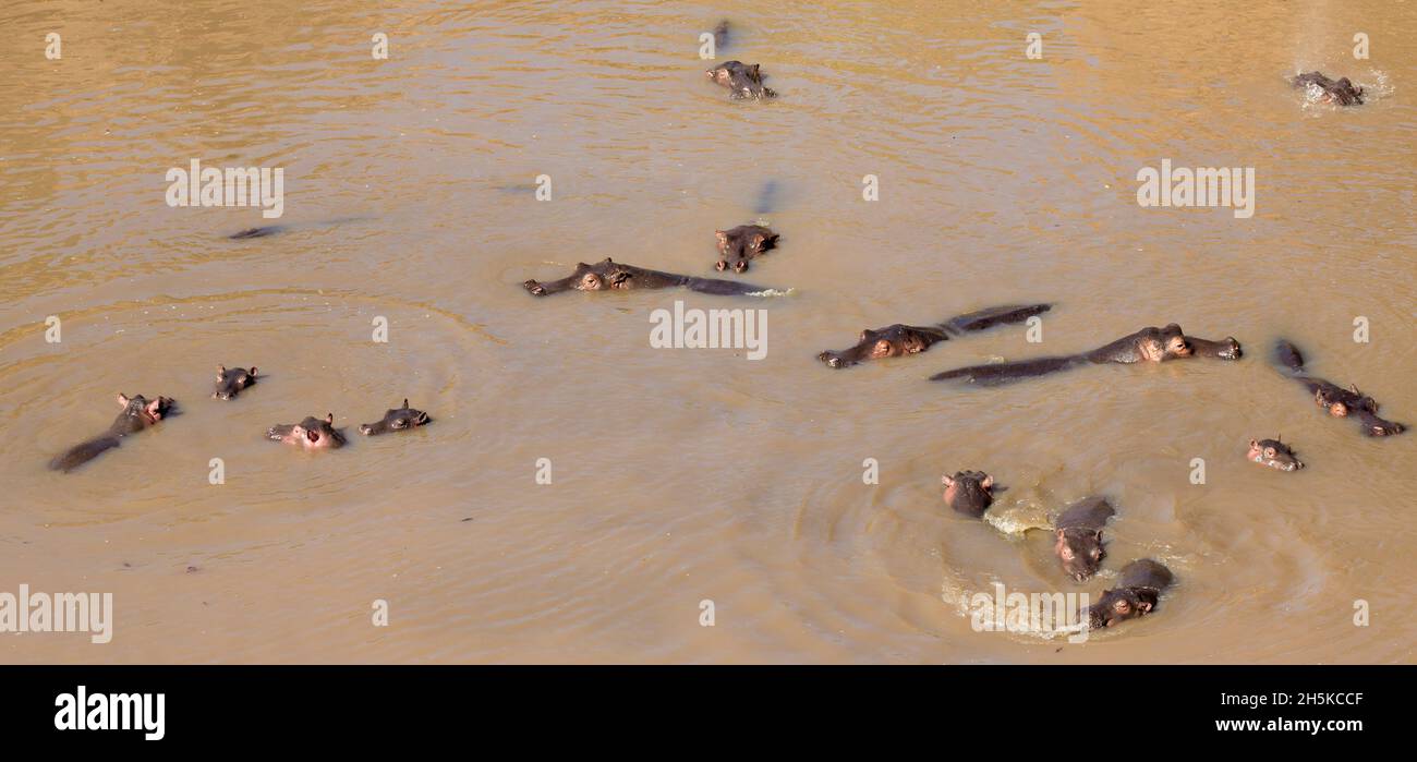 Hippopotame (Hippopotamus amphibius) dans un fleuve repéré lors d'un safari dans la réserve naturelle de Masai Mara, Kenya, Afrique; Maasai Mara, Kenya Banque D'Images