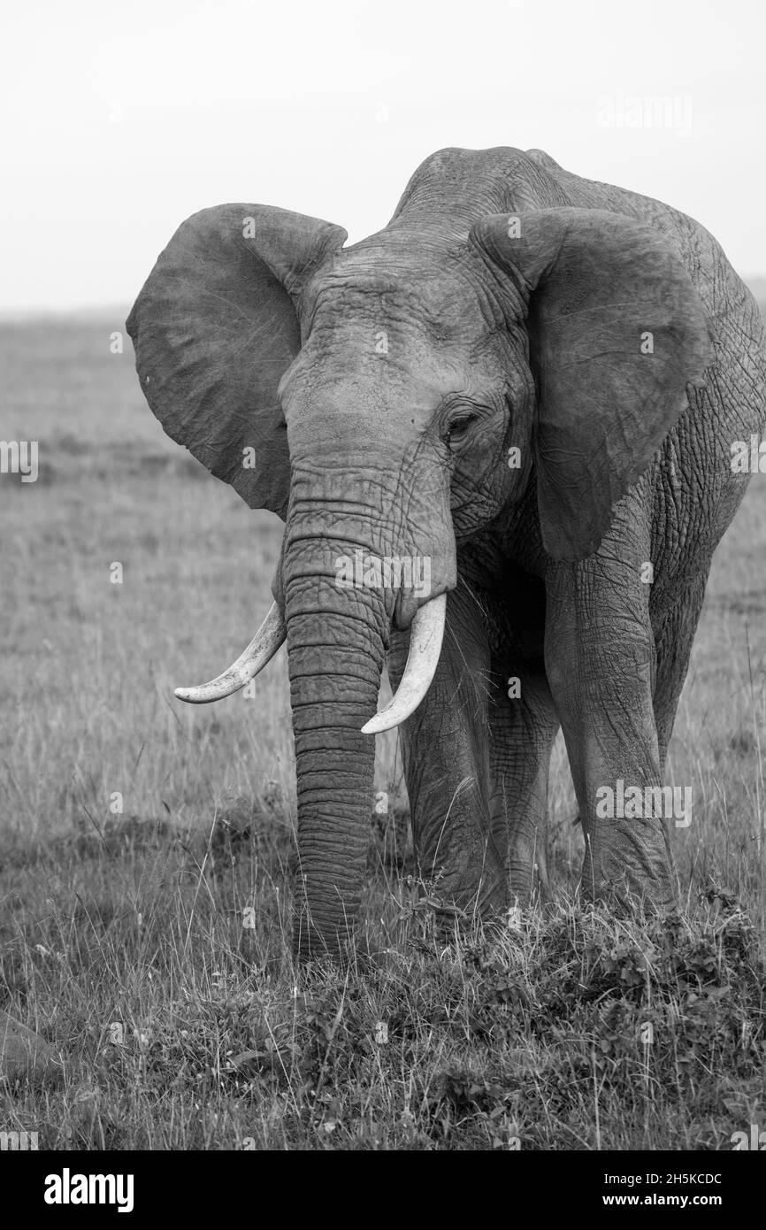 Éléphant repéré lors d'un safari dans la réserve naturelle de Maasai Mara, Kenya, Afrique ; Maasai Mara, Kenya Banque D'Images