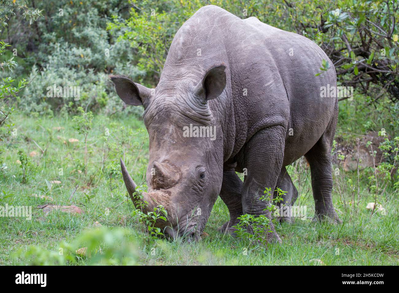 Rhinocéros blancs (Ceratotherium simum) secourus quand jeune puis libéré dans la nature, qui permet aux humains de se rapprocher sur la marche safari dans le Maa... Banque D'Images