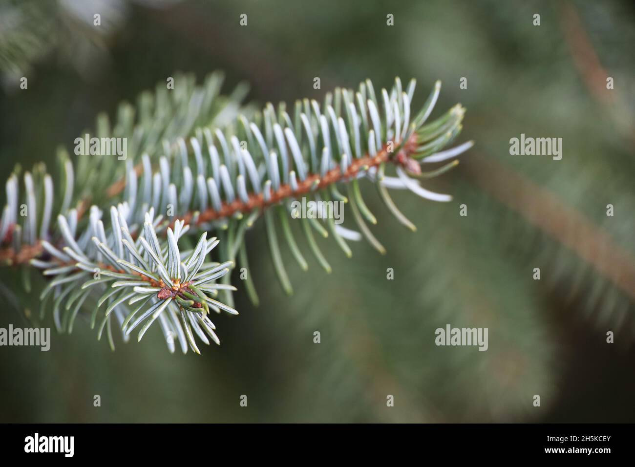 Branches d'épinette d'argent avec aiguilles gros plan, arbre naturel du nouvel an pour le fond de Noël Banque D'Images