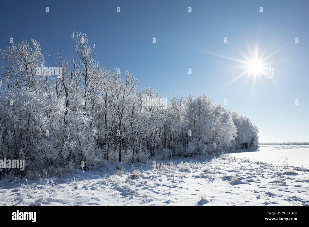 Belle lumière du matin sur les arbres couverts de givre; Thunder Bay, Ontario, Canada Banque D'Images