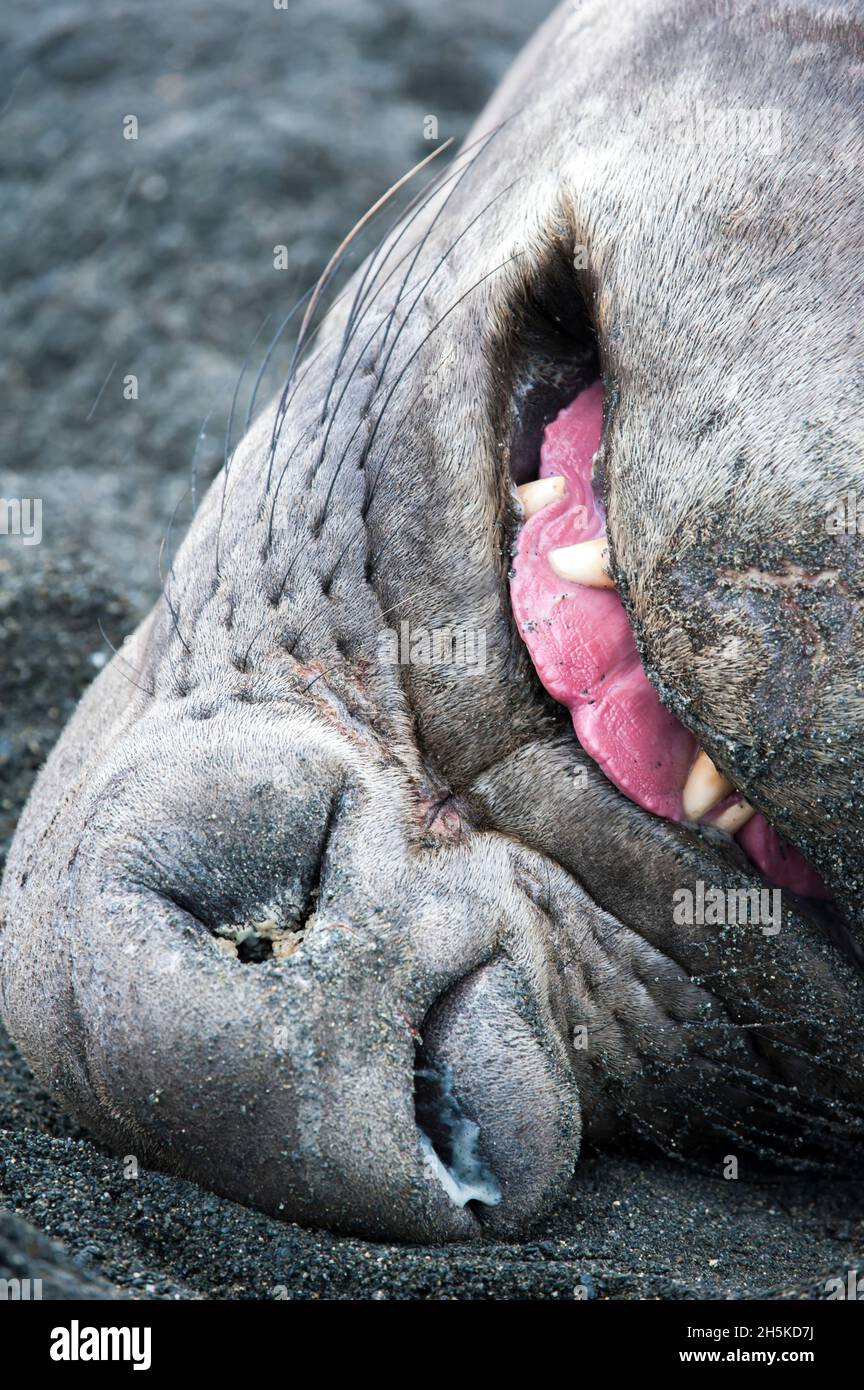 Le phoque du Sud de l'éléphant (Mirounga leonina) dormait dans le sable avec sa langue qui dépasse; île de Géorgie du Sud, Antarctique Banque D'Images